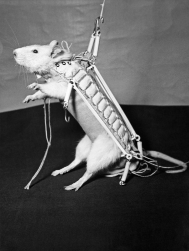Il y a 60 ans, le CERMA faisait voler Hector, le premier « ratonaute »