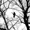 ila_009_why_am_i_doing_this_crow_05184_03456.jpg