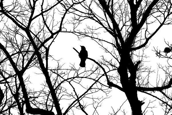 ila_009_why_am_i_doing_this_crow_05184_03456.jpg