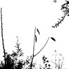 ila_029_evangelising_garden_silhouette_02448_03264.jpg