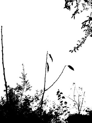 ila_029_evangelising_garden_silhouette_02448_03264.jpg