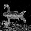 ila_044_swan_02_edge_00600_00400.jpg