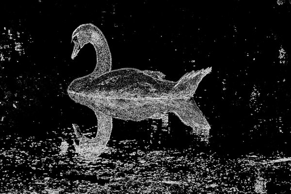 ila_044_swan_02_edge_00600_00400.jpg