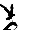 ila_084_seagull_bm25_cp80_threshold_00600_00400.jpg