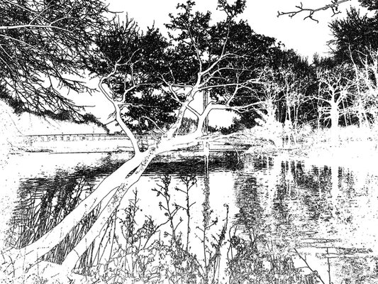 ila_169_leaning_tree_edge_detect_invert_threshold_00600_00450.jpg