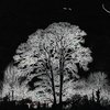 ila_190_taff_tree_edge_detect_00450_00600.jpg
