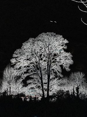 ila_190_taff_tree_edge_detect_00450_00600.jpg