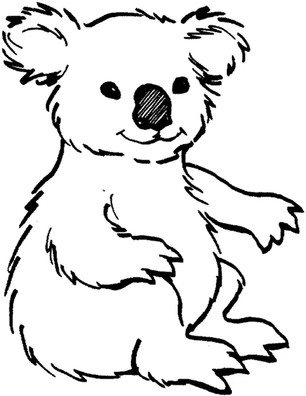 Koala 13
