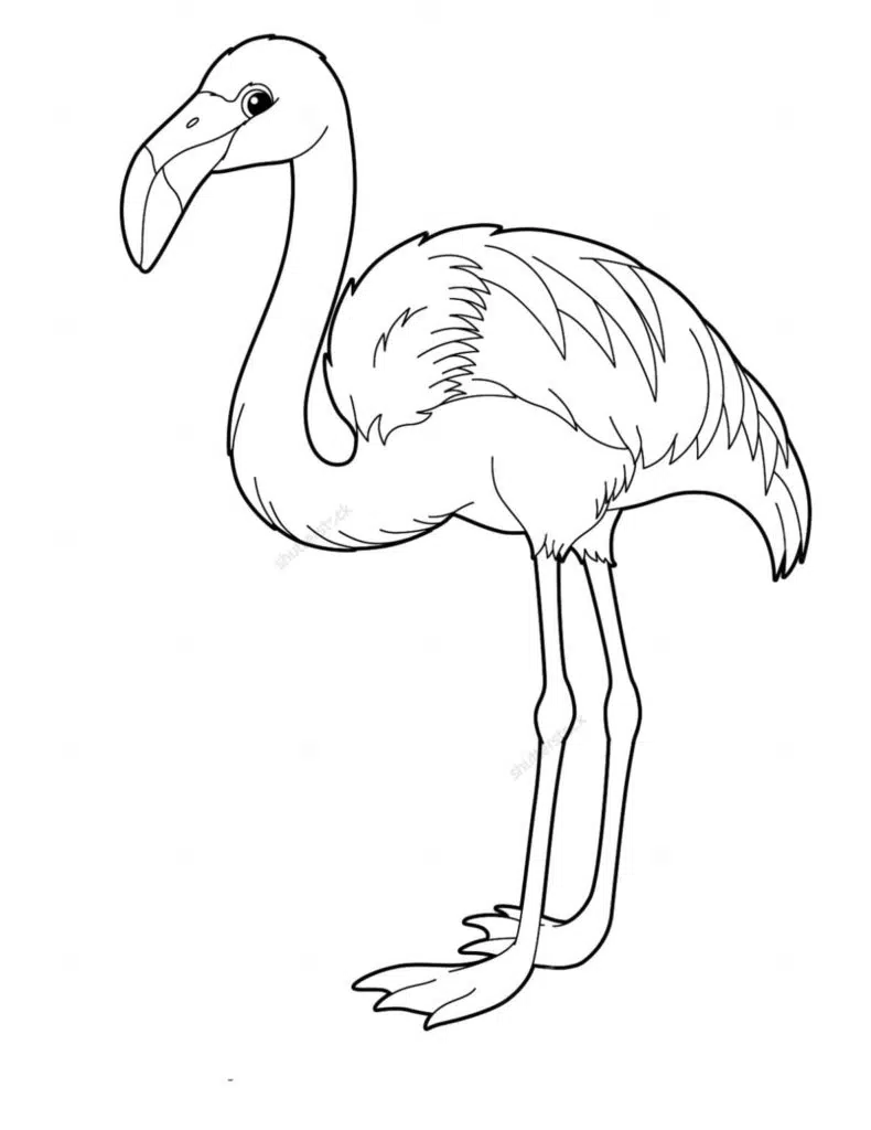 Flamingo 09