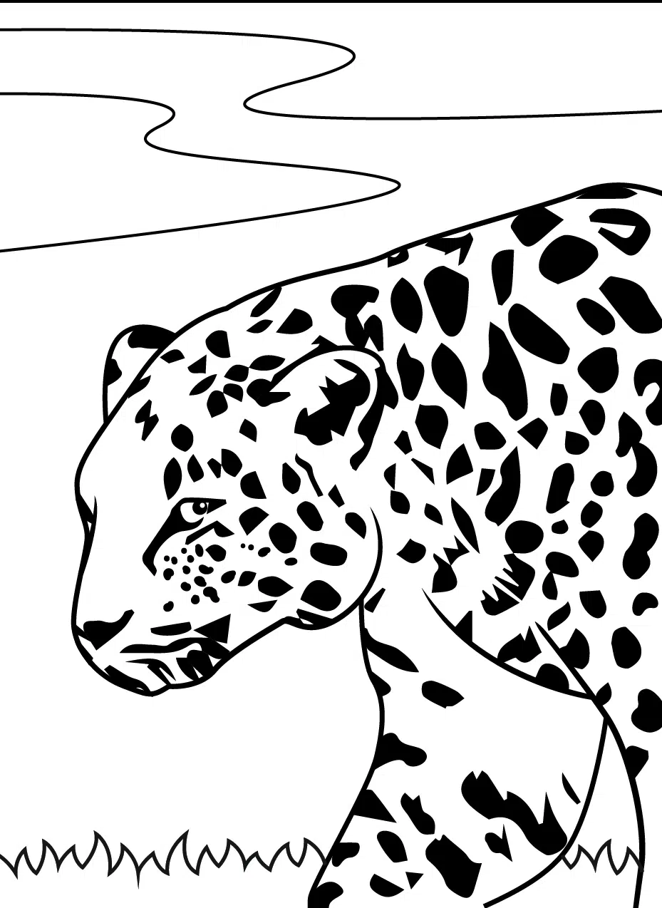 Leopard 08
