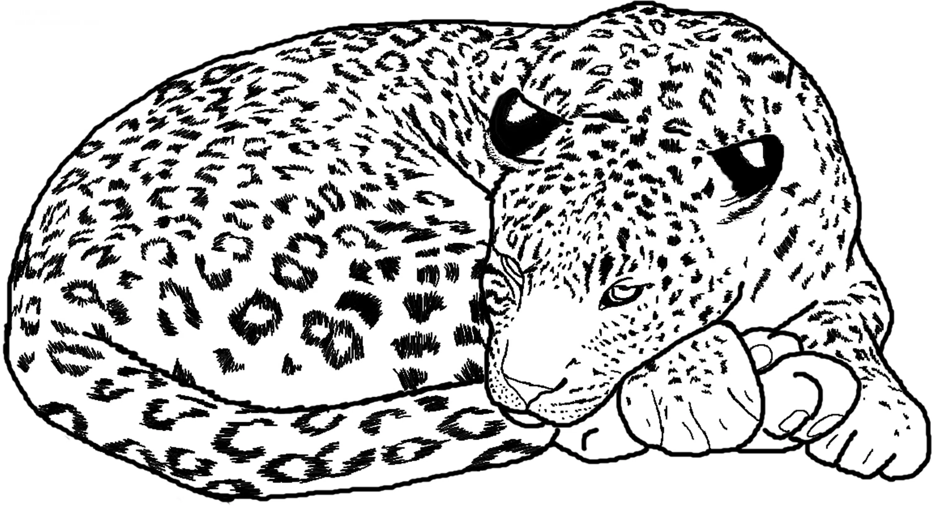 Leopard 12