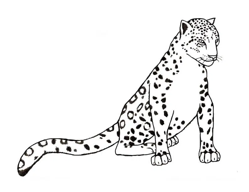 Leopard 14
