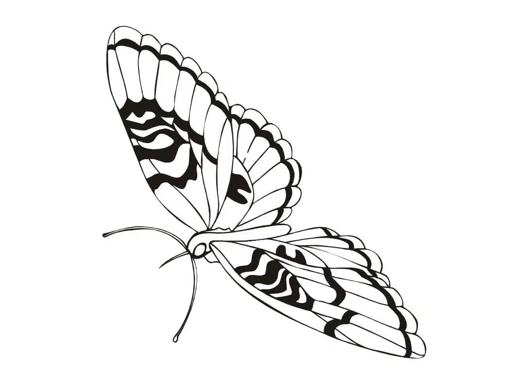 Schmetterling 05