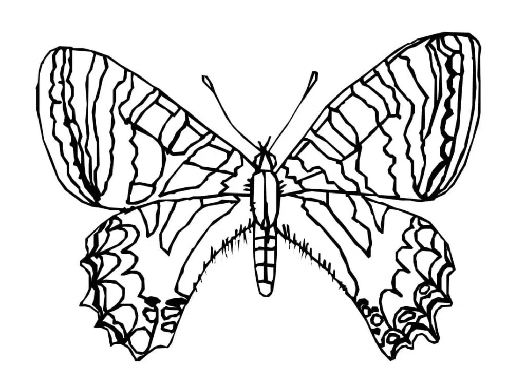 Schmetterling 12