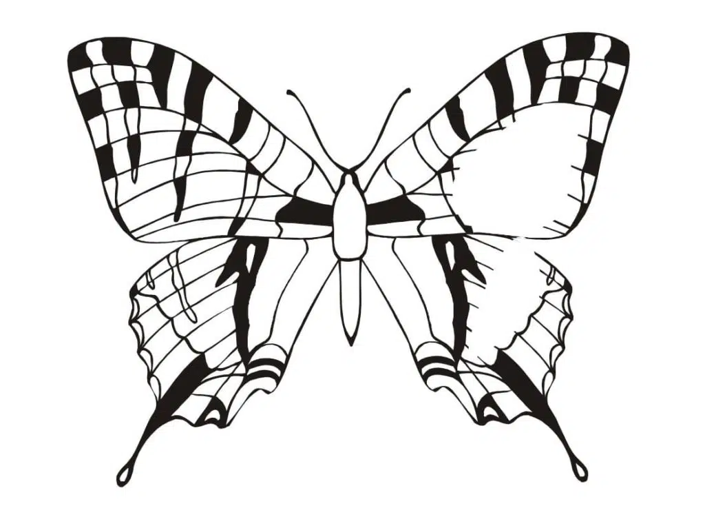 Schmetterling 13