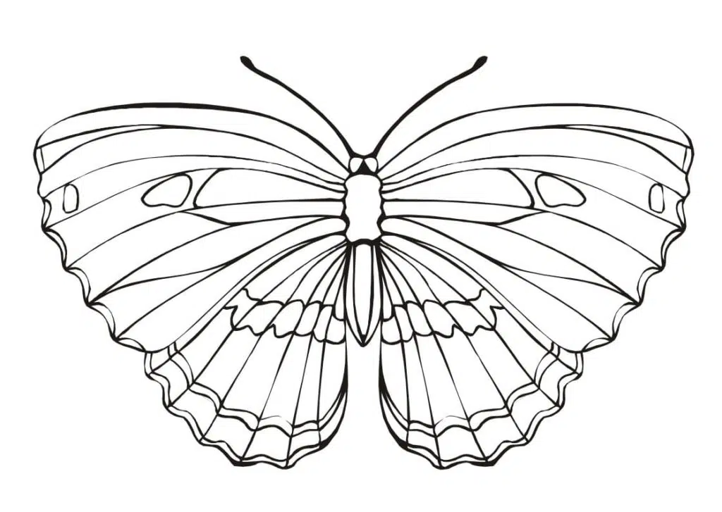 Schmetterling 15