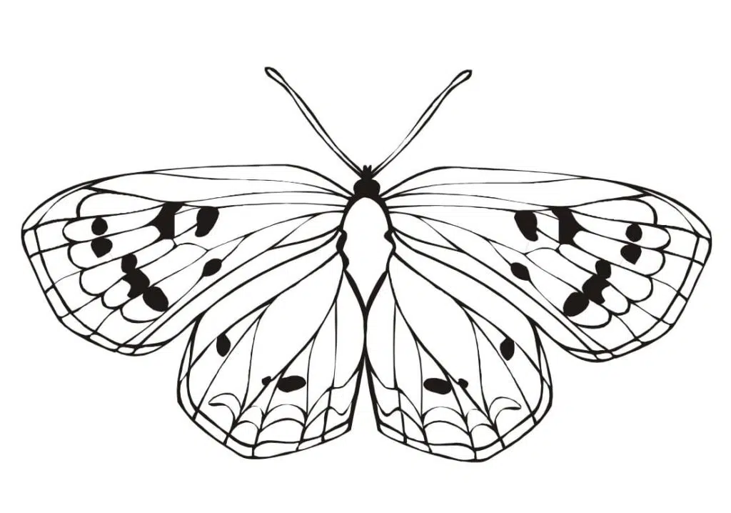 Schmetterling 16