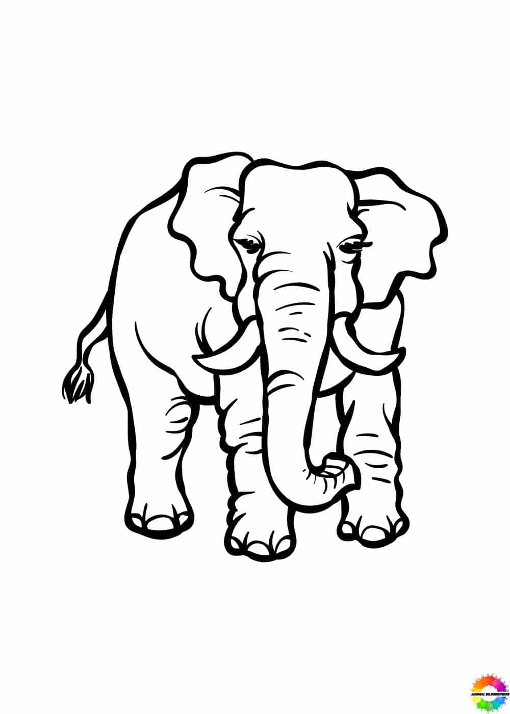 Elefant 02