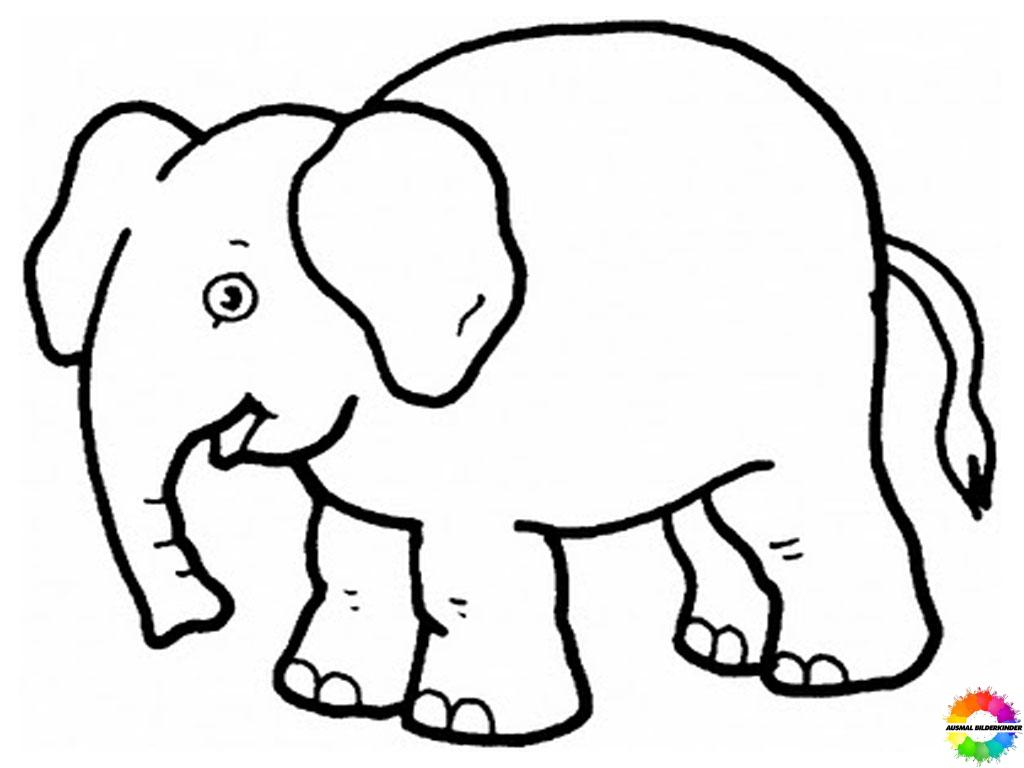 Elefant 17