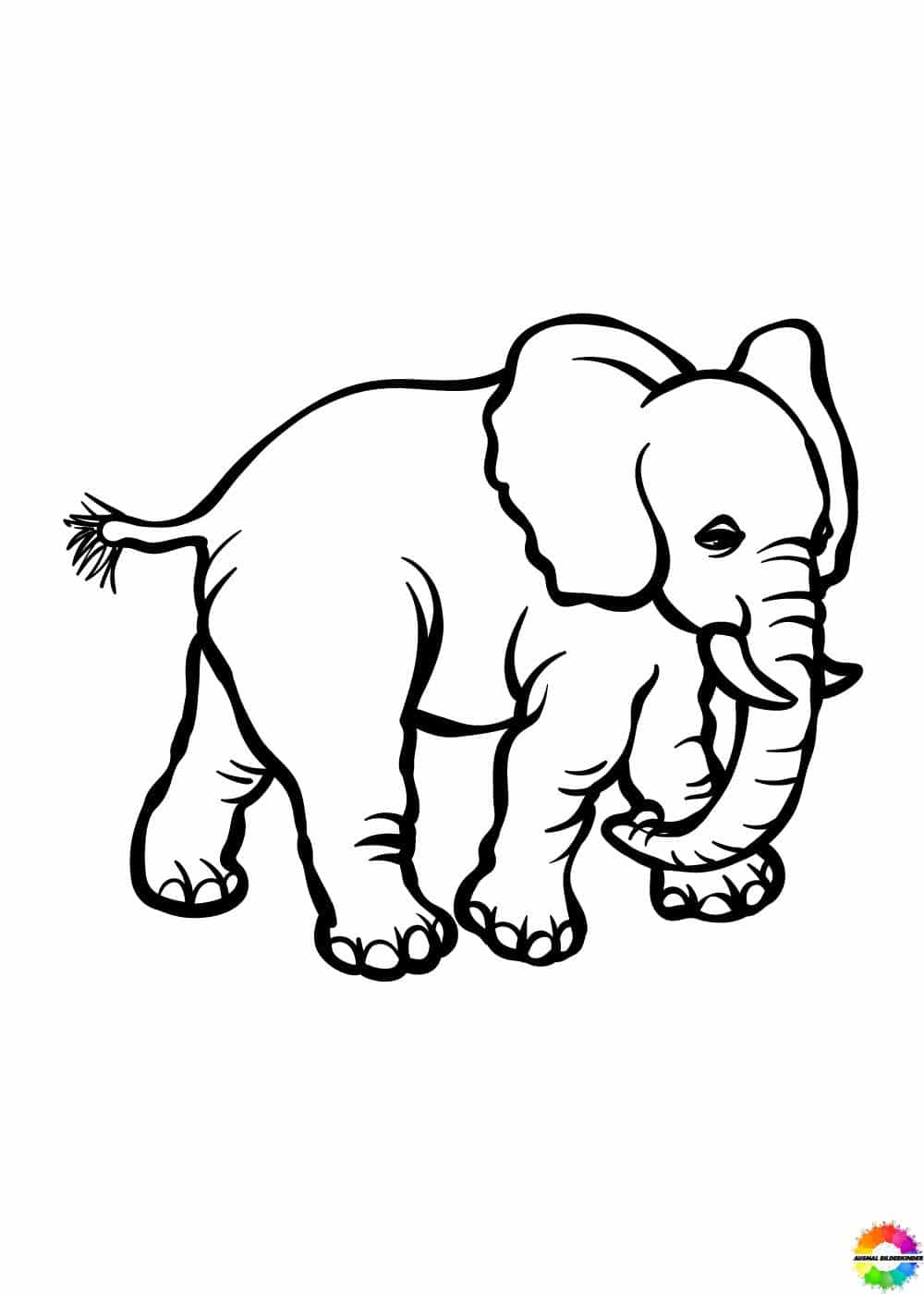 Elefant 21
