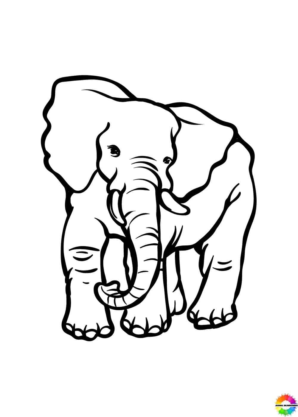 Elefant 25