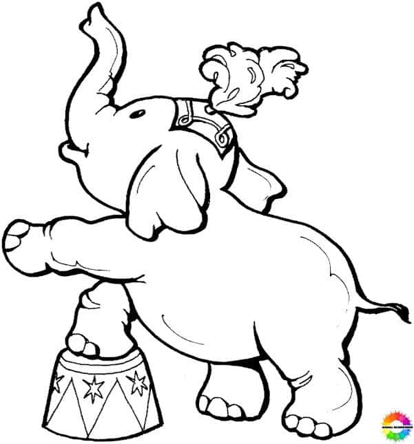 Elefant 27