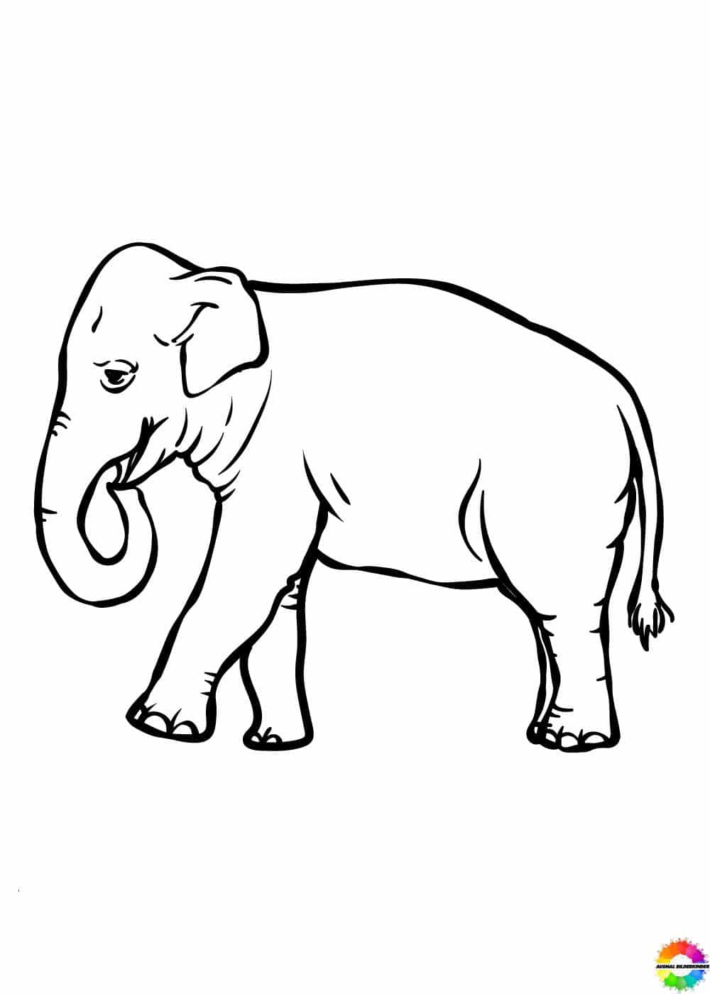 Elefant 28