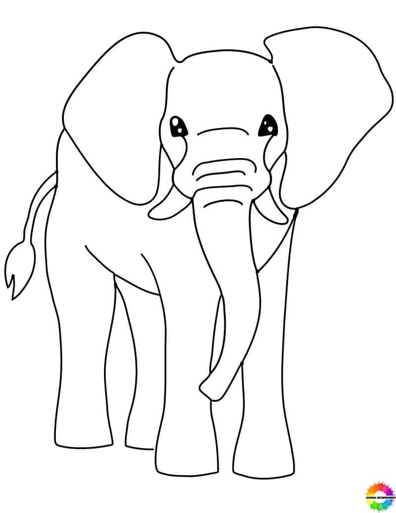 Elefant 29