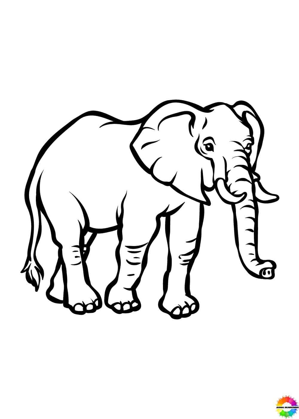 Elefant 32