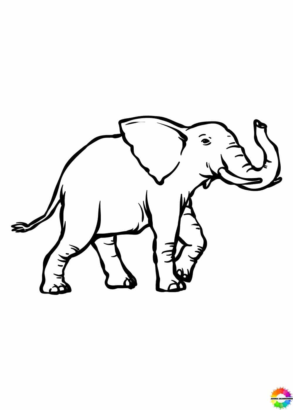 Elefant 34