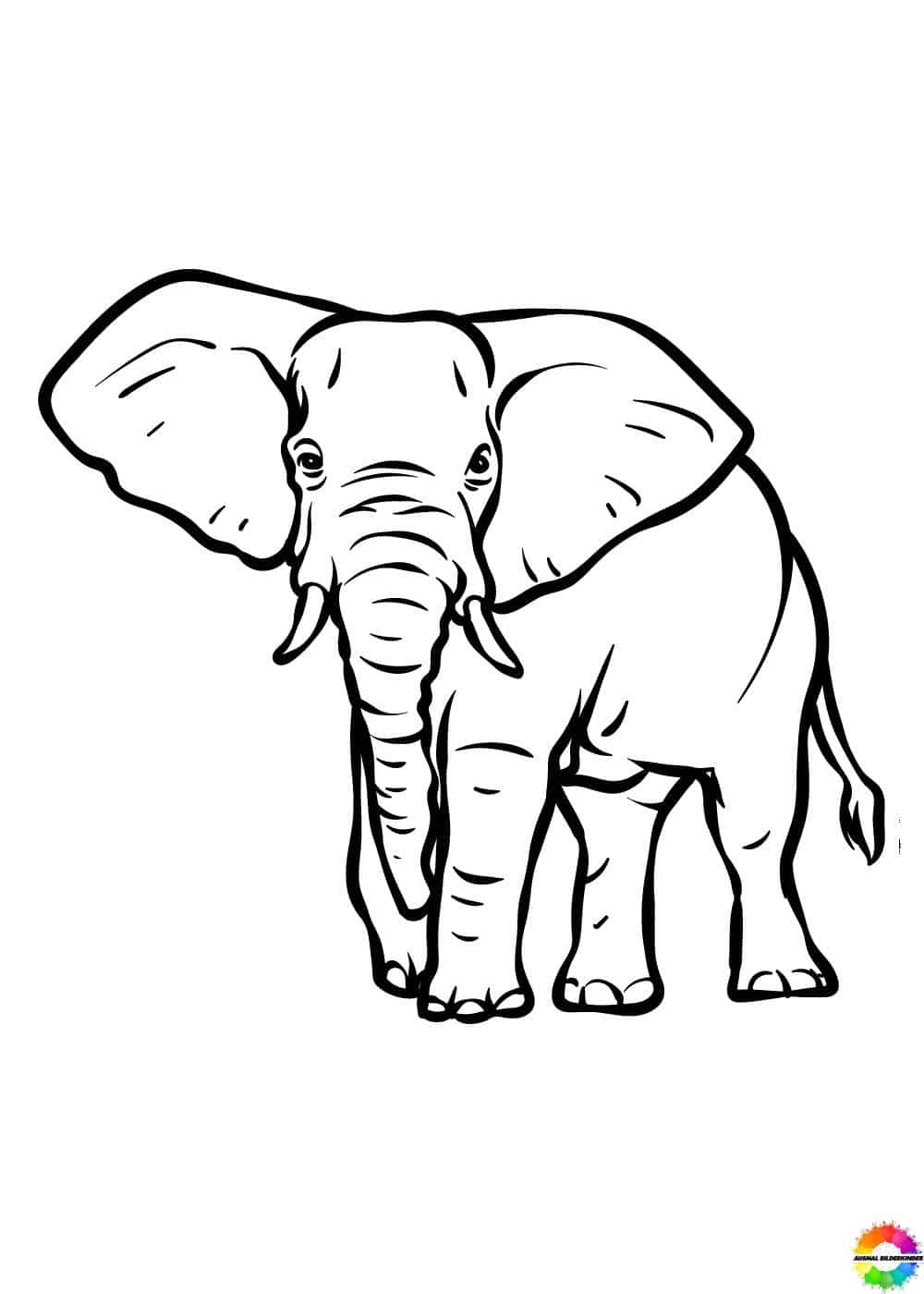 Elefant 35