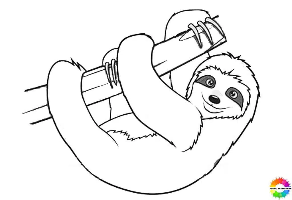 Sloth 14