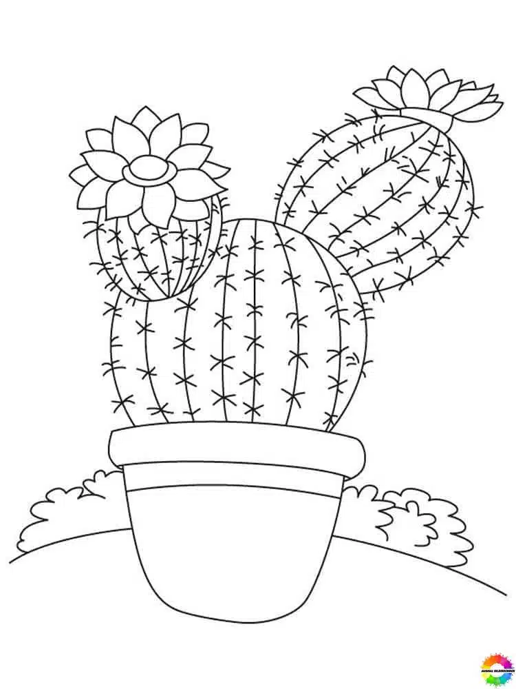 Kaktus 09