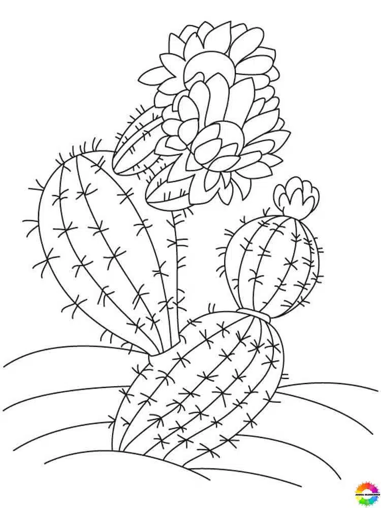 Kaktus 13