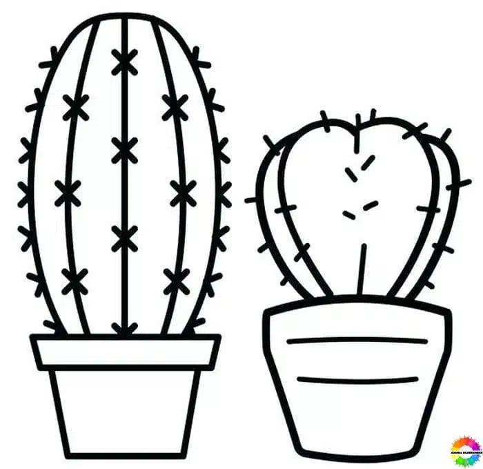 Kaktus 17