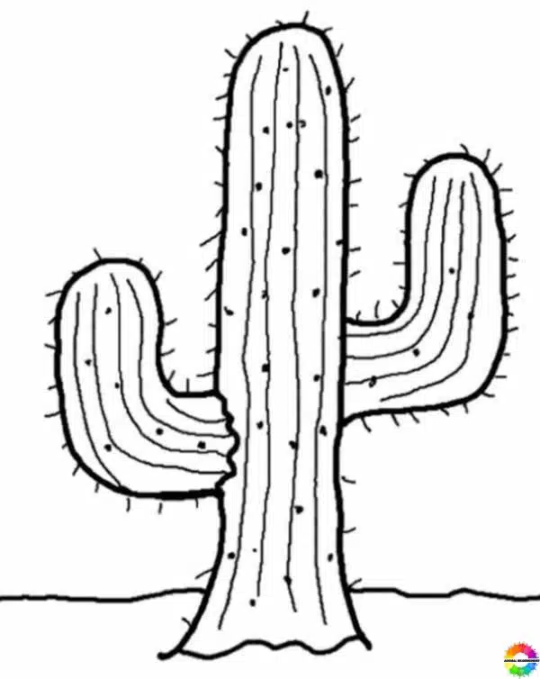 Kaktus 24