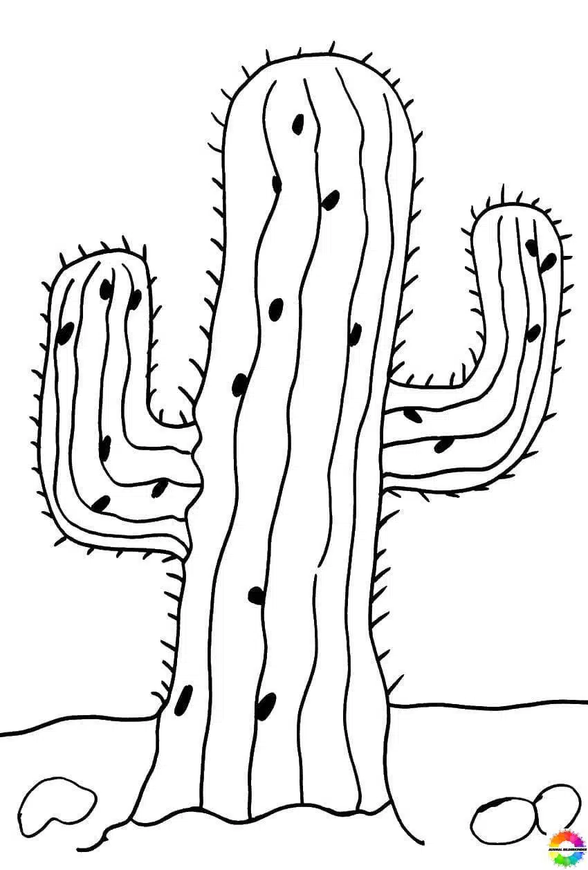 Kaktus 31