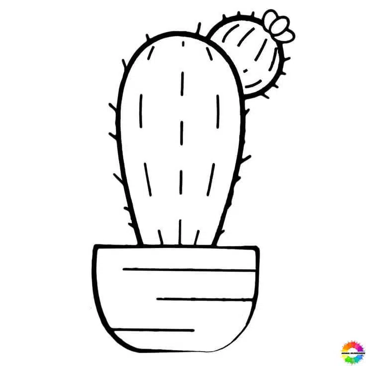 Kaktus 45
