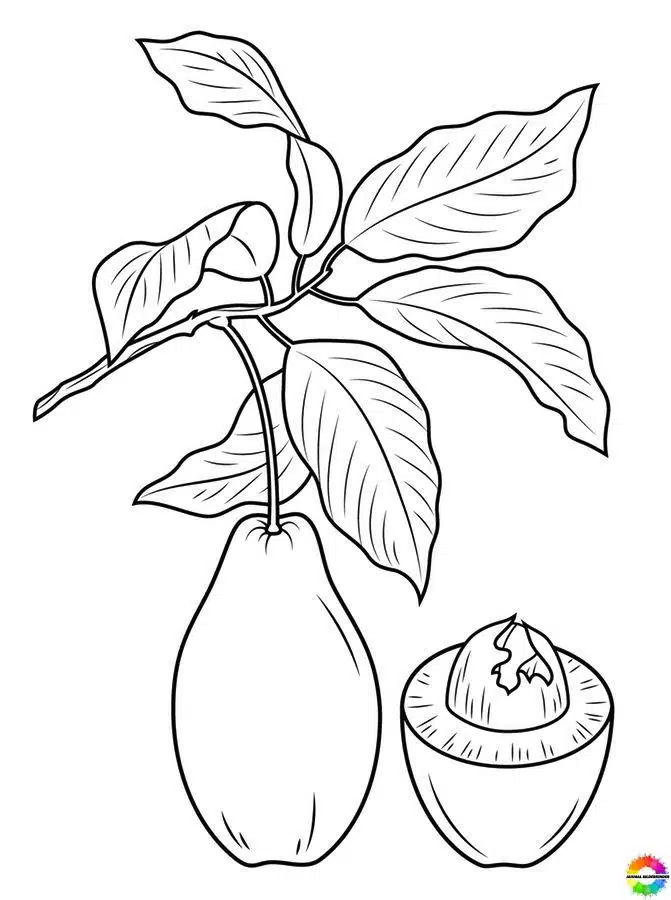 Avocado 14