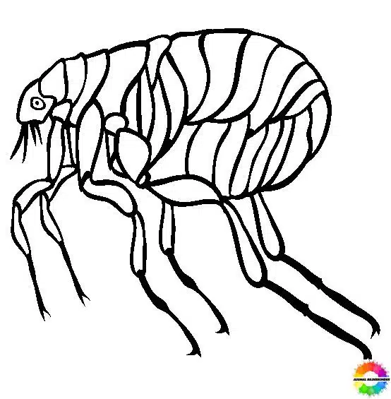Insekten 16