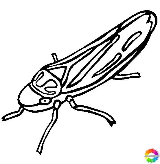 Insekten 21