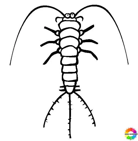 Insekten 31