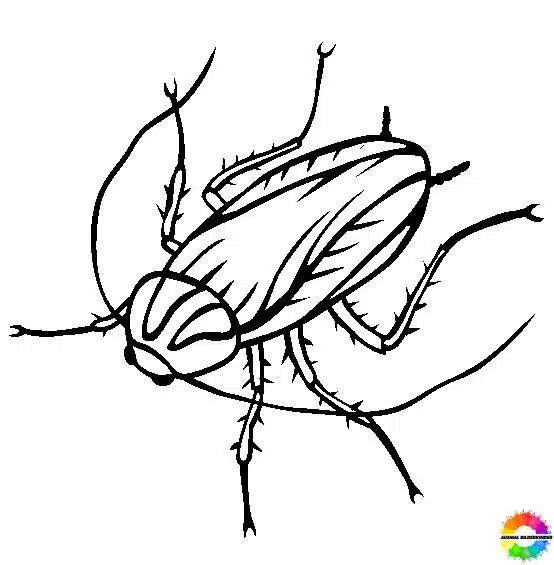 Insekten 43