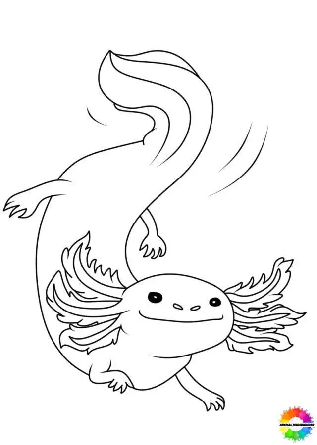 Axolotl 12