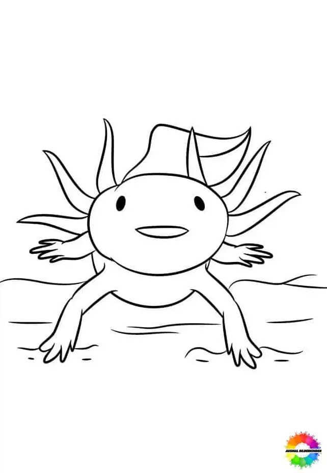 Axolotl 16