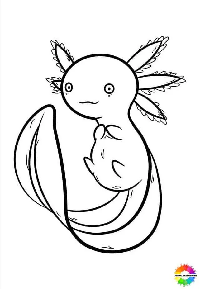 Axolotl 23