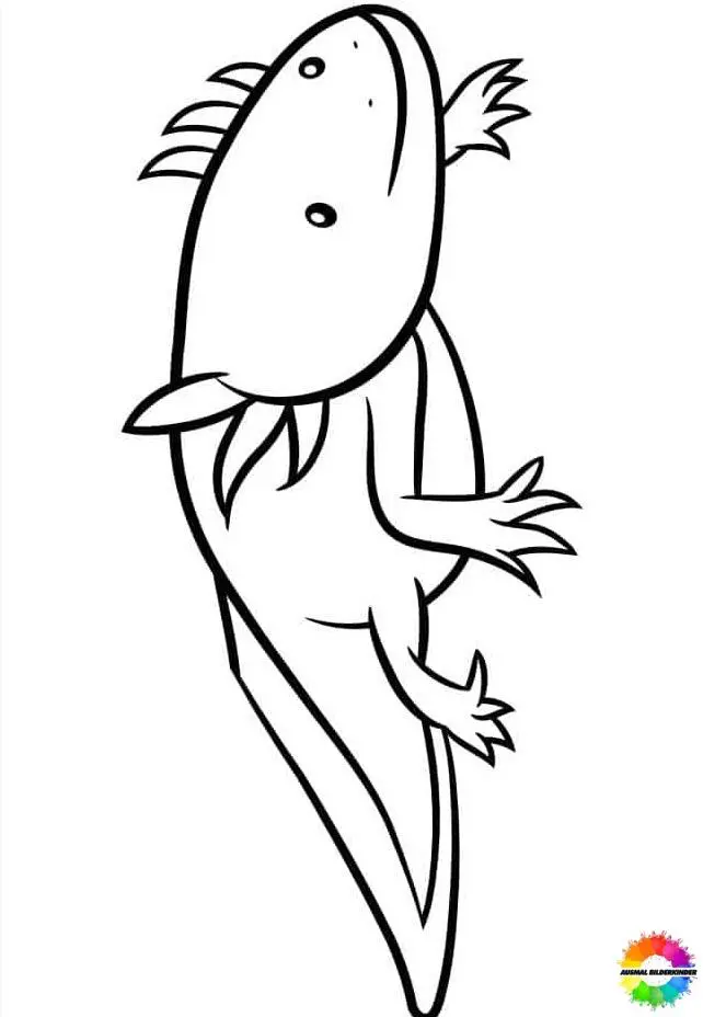 Axolotl 40