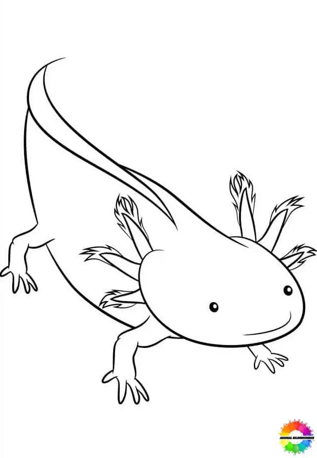 Axolotl 41