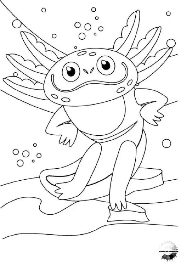 Axolotl 9