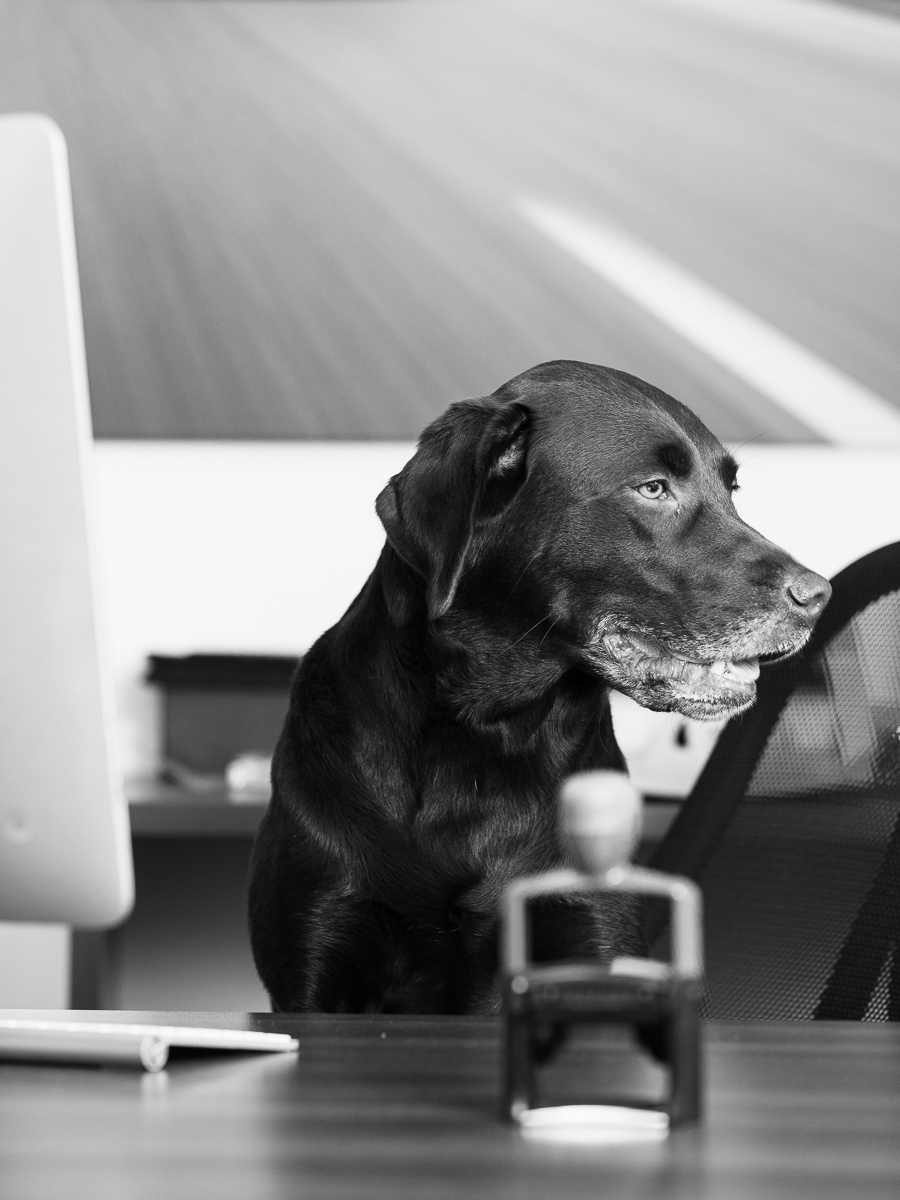 Mayla – Assistenz & Security ;)